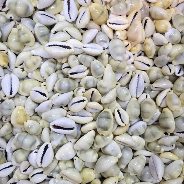 BÚZIOS - CONCHAS DO MAR NATURAL - Imagem 2