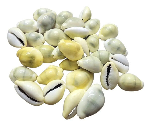 BÚZIOS - CONCHAS DO MAR NATURAL - Imagem 4